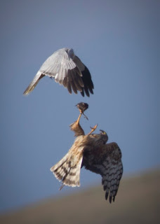 Hen harriers pass food during courtship. Photo Maxwell Law .