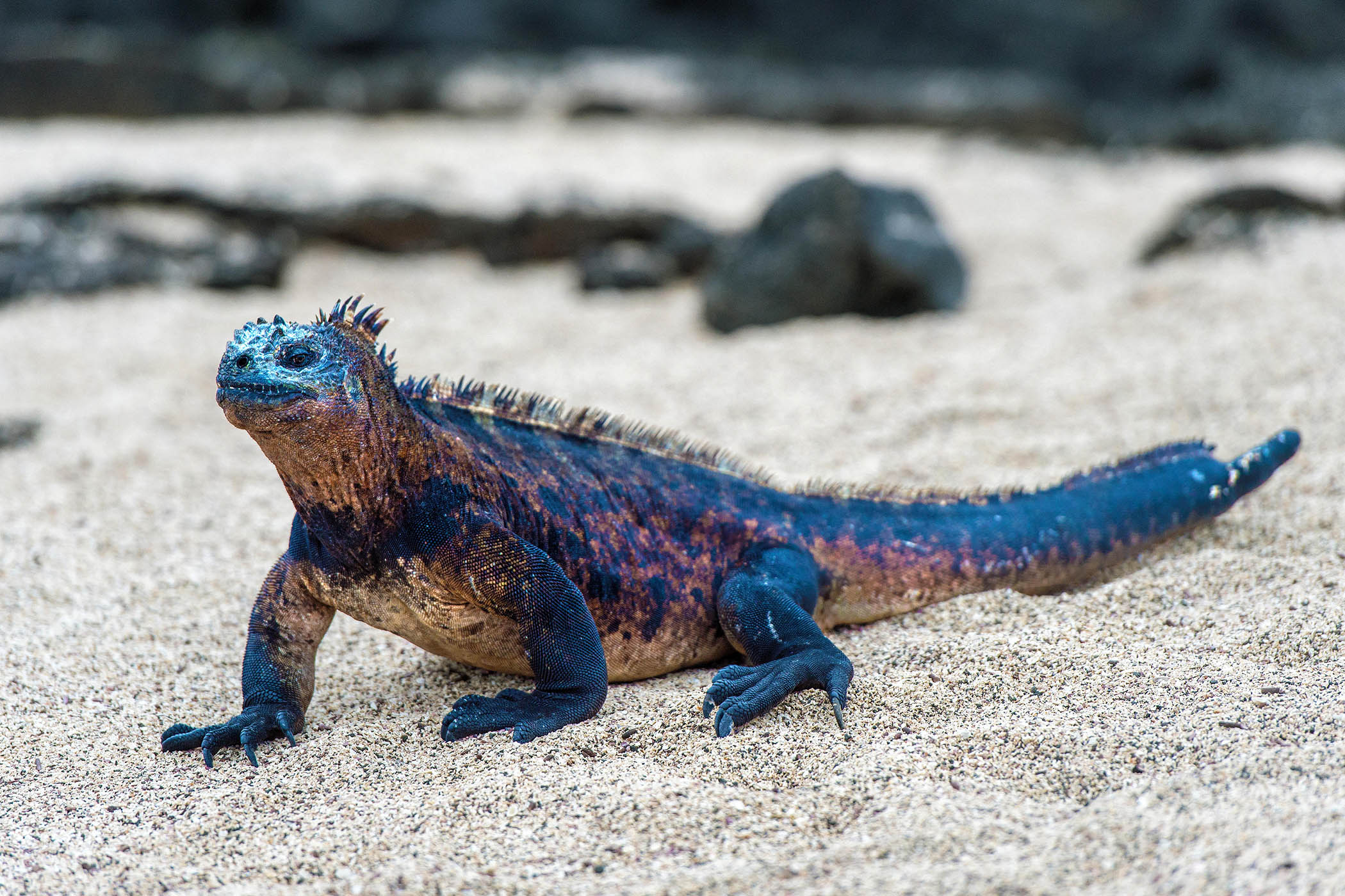 Marine iguana, Galapagos