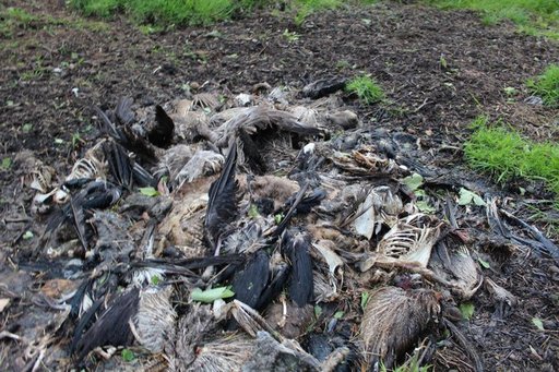 Corpses of grouse, pheasants and geese left to rot in a pit on a shooting estate.